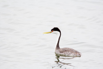 Adult western Grebe in August.  Large slender with long neck bird with black head, white neck, red eyes and a dull yellow bill.