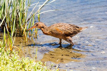 Federally endangered Ridgway`s Rail aka Rallus obsoletus at bird sanctuary in Orange County California. Downward curved bill, grayish brown and pale chestnut breast.