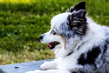 dog relaxing in the park