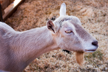 Fototapeta premium Close up of a domestic brown goat at a goat farm sitting on straw ground. Capra aegagrus hircus. Life on the farm. Breeding domestic animals.