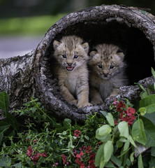 2018-06-12 Wildlife Workshop-Samsung