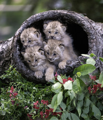 Four's a Crowd.  Four juvenile Canadian lynx kittens check out the world from the safety of a...