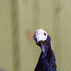 Close up of blue throated Pipin Guan bird. Pipile Cumanensis South American bird