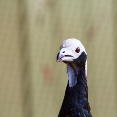 	Pipile Cumanensis South American black bird with white head and brown eyes