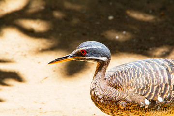Close up Sunbittern brown bird with red eyes, Eurypygidae and brown and white plumage
