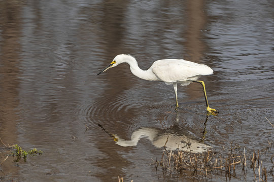 Snowy Egret Hunting for Prey
