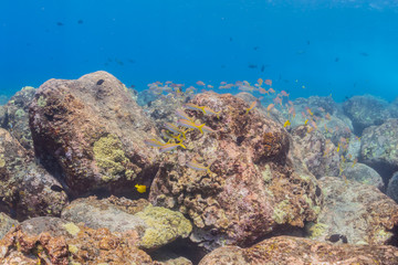 Fototapeta na wymiar Tropical fish and coral reef