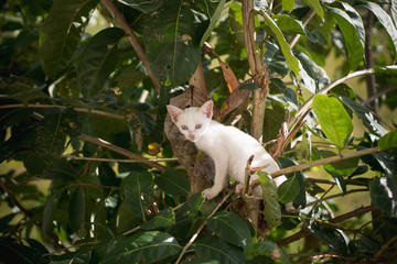 Stray white kitten stuck on a tree © Ariyaporn