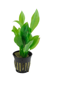 Aquatic Green Plant Isolated On The White Background