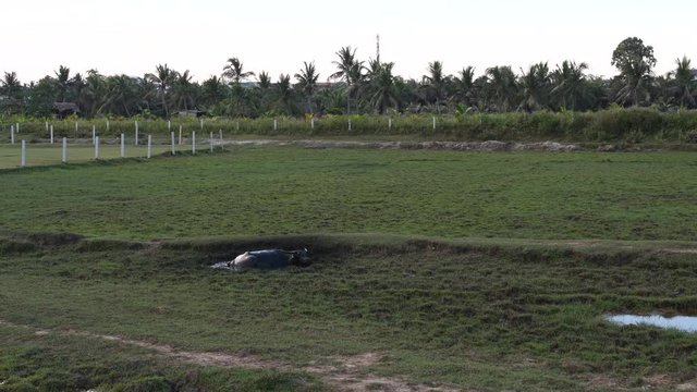 Bathing water buffalo