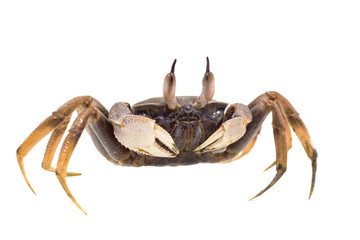 White background Horn-eyed ghost crab Ocypode ceratophthalmus form Phuket Thailand