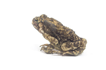 Toad White Background form phuket Thailand