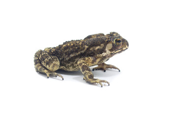 Toad White Background form phuket Thailand