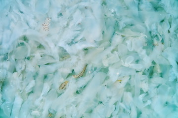 Fresh, lively little white squid in the shop is a re-master of seafood. Nha Trang. Vietnam. Background on a healthy diet, fresh water frozen organic farmed © EVGENII