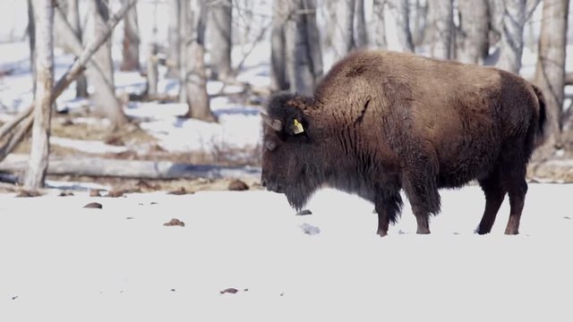 bisons in winter