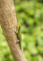 Maui Gecko 