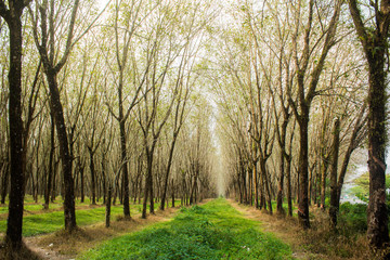 Obraz premium Forest green background Rubber plantation India rubber Tropical zone ,forest Island phuket, Thailand.