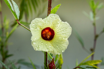 Flowers Roselle In Phuket Thailand