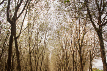 Forest green background Rubber plantation India rubber Tropical zone ,forest Island phuket, Thailand.