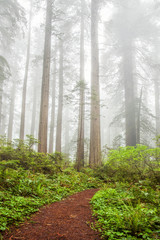Path through California's Redwood country