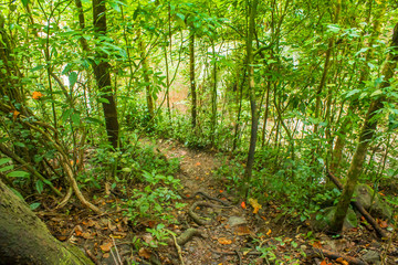 Forest in Phuket, Thailand Tropical zone Southern Tropical zone