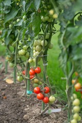 Tomatoes in the field
