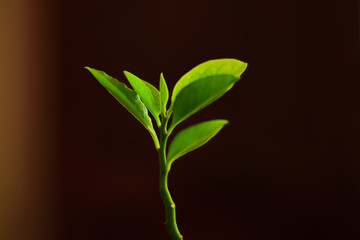 small green plant isolated with dark background
