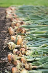 Harvest of onion