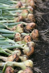 Harvest of onion