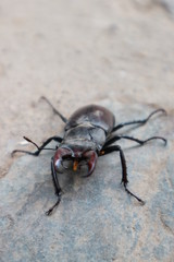 Stag beetle closeup