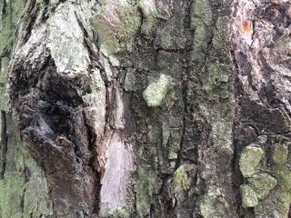 Nature surface of old wood with moss for background.