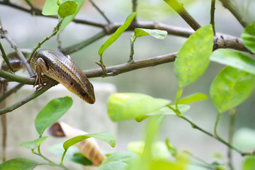 skink on fence wall