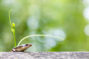 skink on fence wall