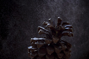 water drops falling on a  dry pine fruit in front of a black background