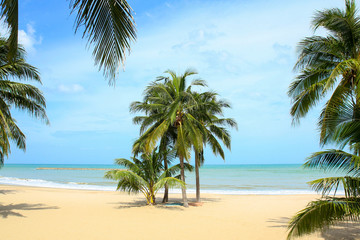 Fototapeta na wymiar Coconut Palm Tree on The beach in Thailand.