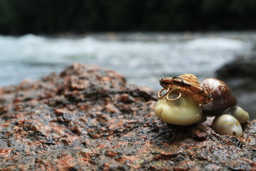 Image of a turtle made of shells. Handmade.