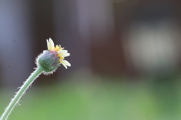 Close up small yellow grass flower and white bokeh on green background