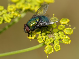 Calliphoridae fly