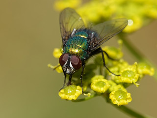 Calliphoridae fly
