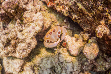Obraz na płótnie Canvas Crab hiding in coral reef