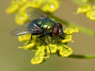 Calliphoridae fly