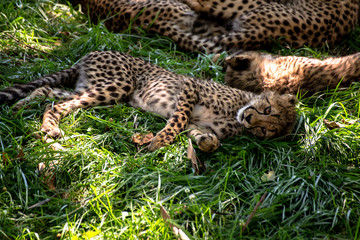 Cheetah Cubs
