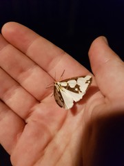 Night time butterfly kisses