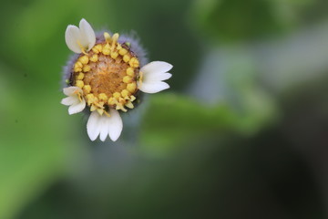 Obraz premium Close up small yellow grass flower and white bokeh on green background