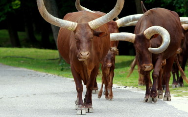 Stado Watussi - byki z długimi rogami idące wzdłuż asfaltowej drogi © Konrad_elx