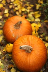 Autumn Pumpkin. large orange pumpkins close-up with yellow leaves. Autumn season.Autumn mood.Autumn time