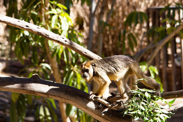 Golden howler monkey surrounded by tree branches