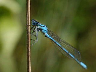 Common blue damselfly (Enallagma cyathigerum)