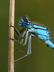 Common blue damselfly (Enallagma cyathigerum)