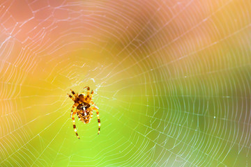A spider on a spiderweb in the wild on a blurred colored background.